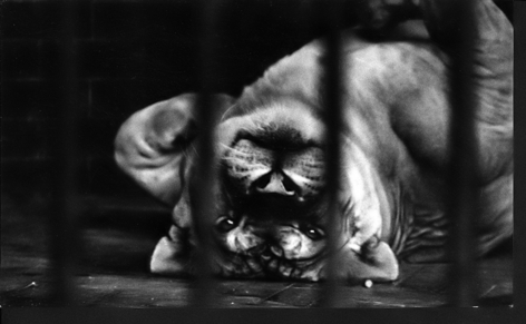 Chris MarkerChris Marker Regent's Park Zoo 1, year unknown photograph mounted on aluminum 8 1/8 x 13 7/8 inches (20.6 x 35.2 cm) edition of 3